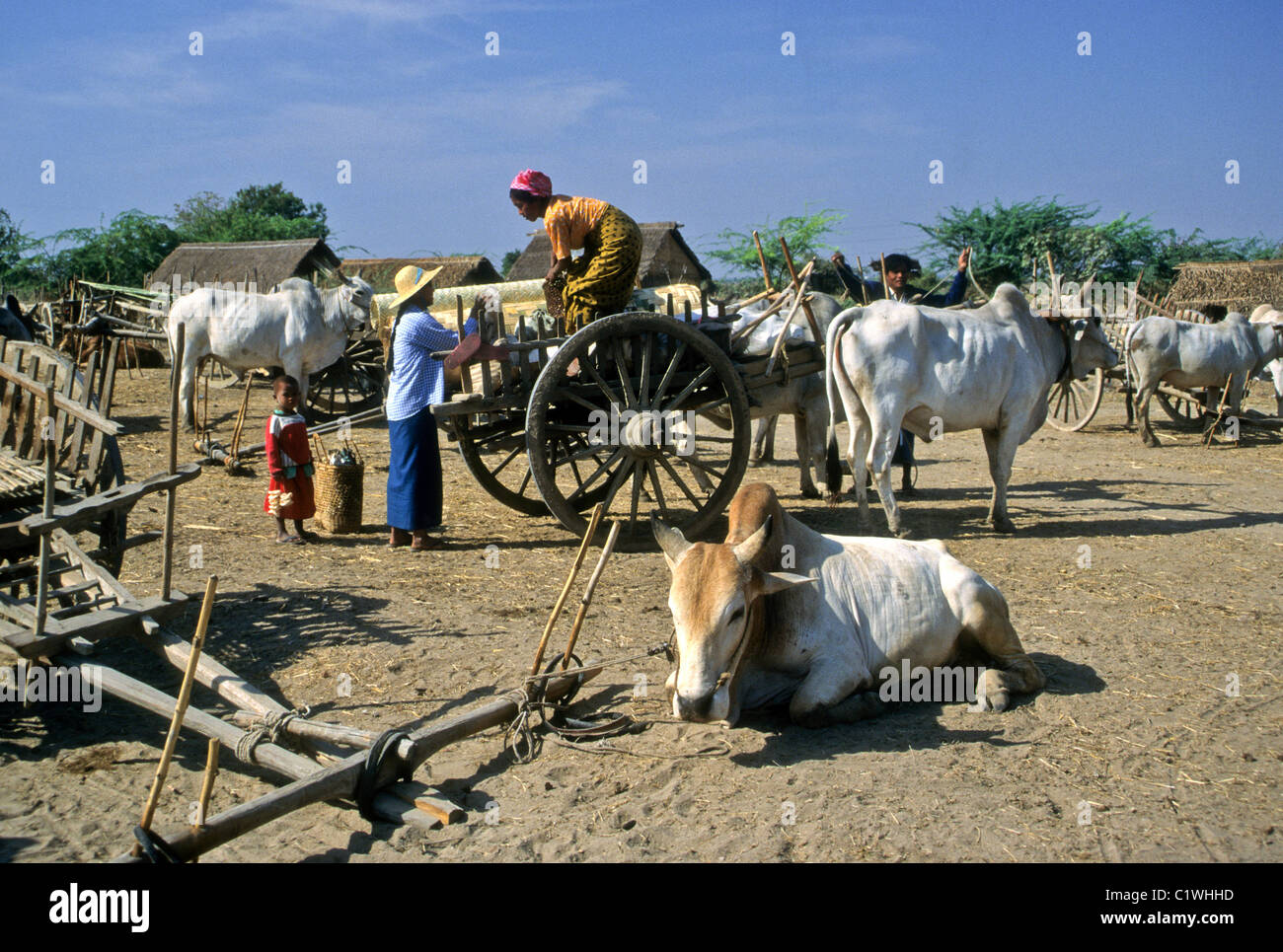 Ochsenkarren parkten im ländlichen Markt, Myanmar (Burma) Stockfoto