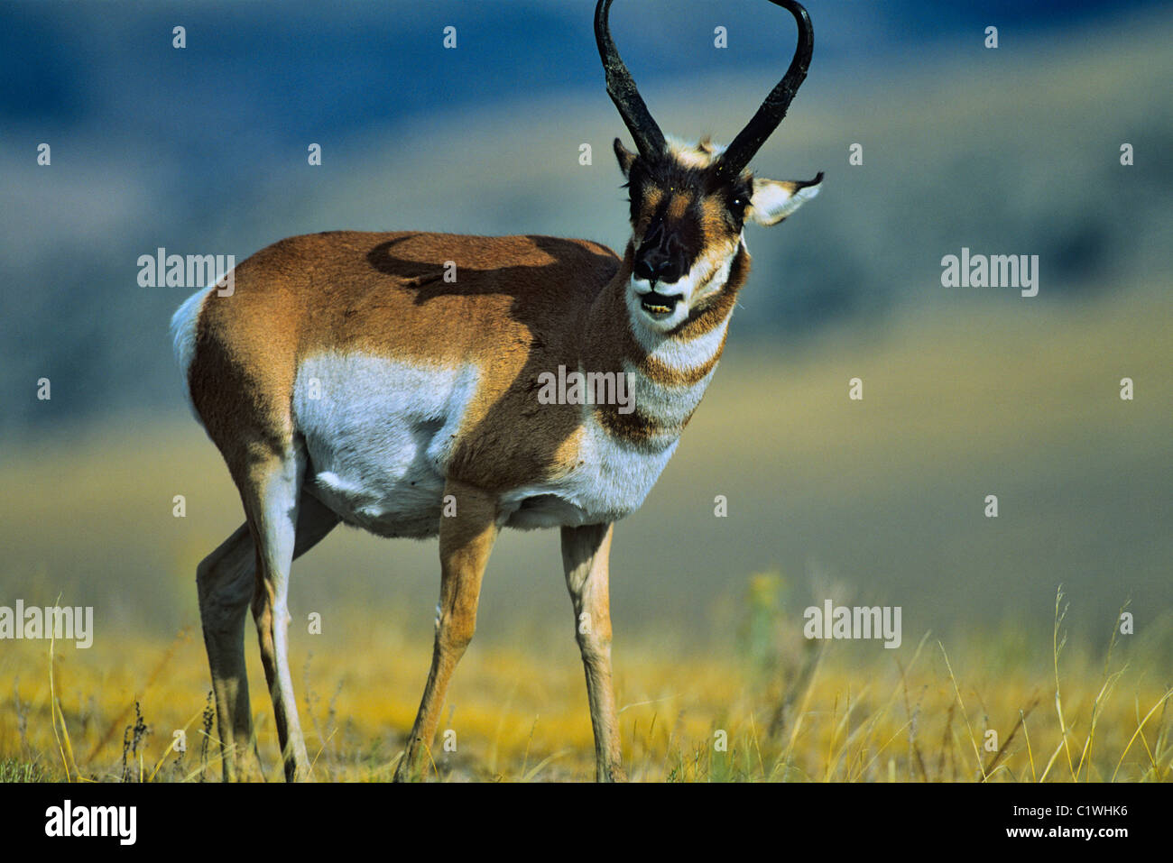 Antilope stehend in einem Feld, Yellowstone-Nationalpark, Wyoming, USA Stockfoto
