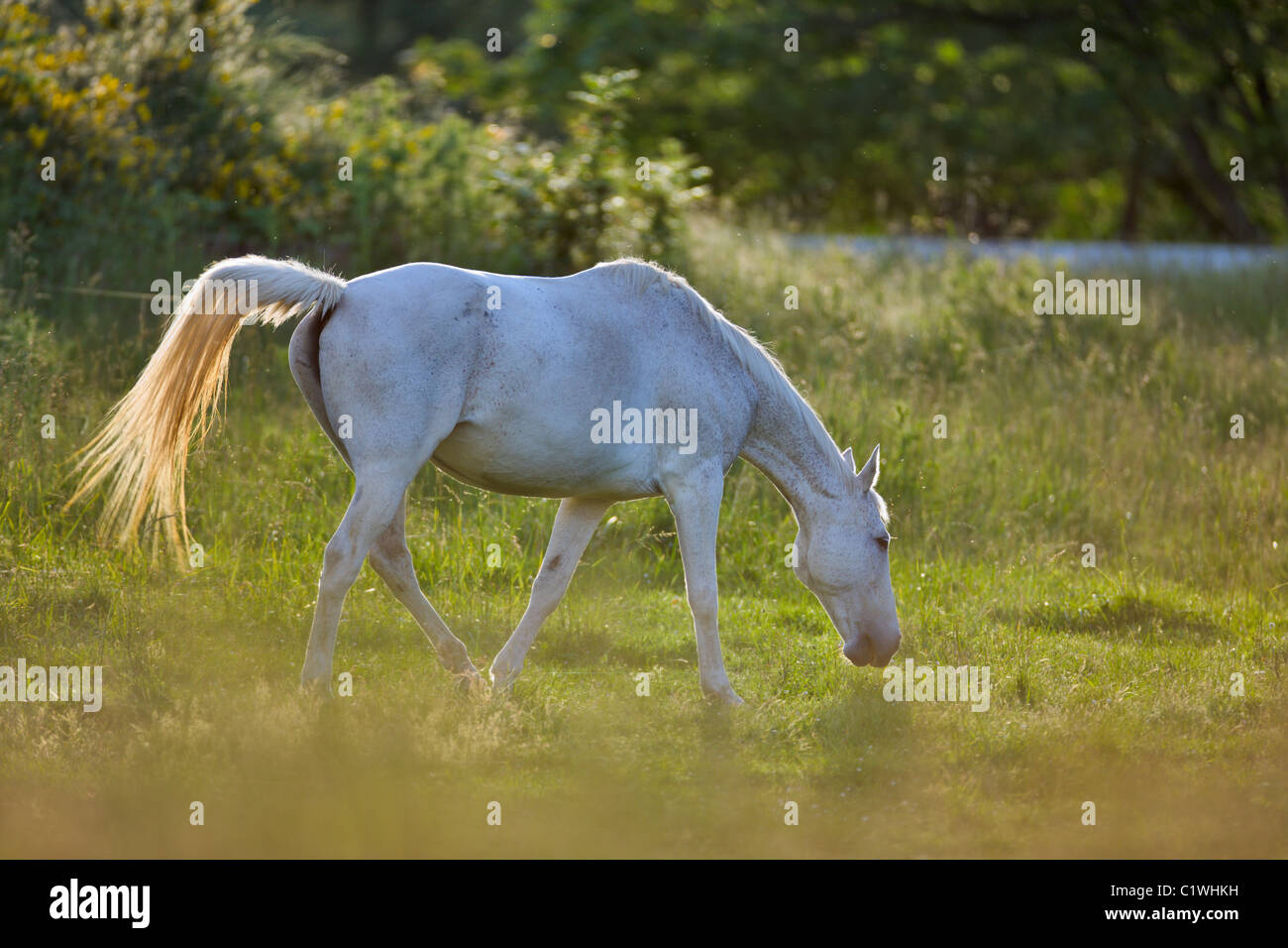 Pferd auf einer Weide, Victoria, Vancouver Island, British Columbia, Kanada Stockfoto