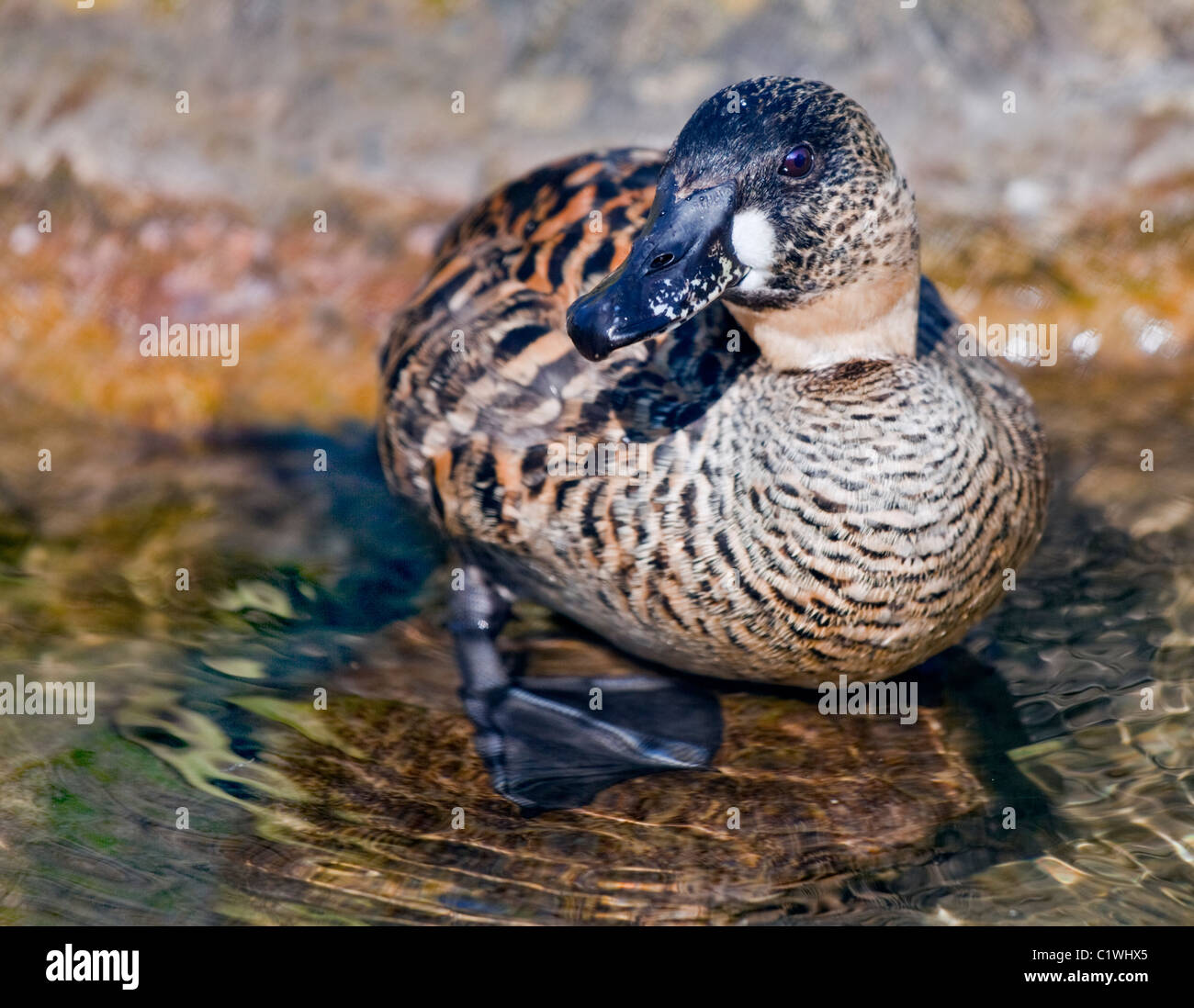 Afrikanische White-Backed Ente (Thalassornis Leuconotus Lecuconotus) Stockfoto