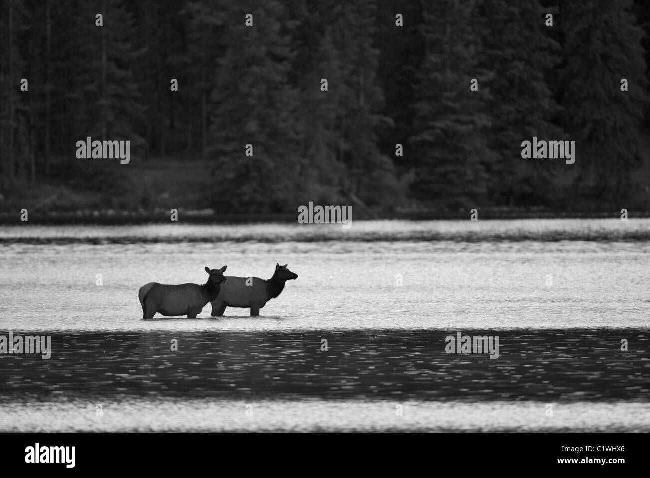 Elche (Cervus Elaphus) in einen See, Lake Annette, Jasper Nationalpark, Alberta, Kanada Stockfoto