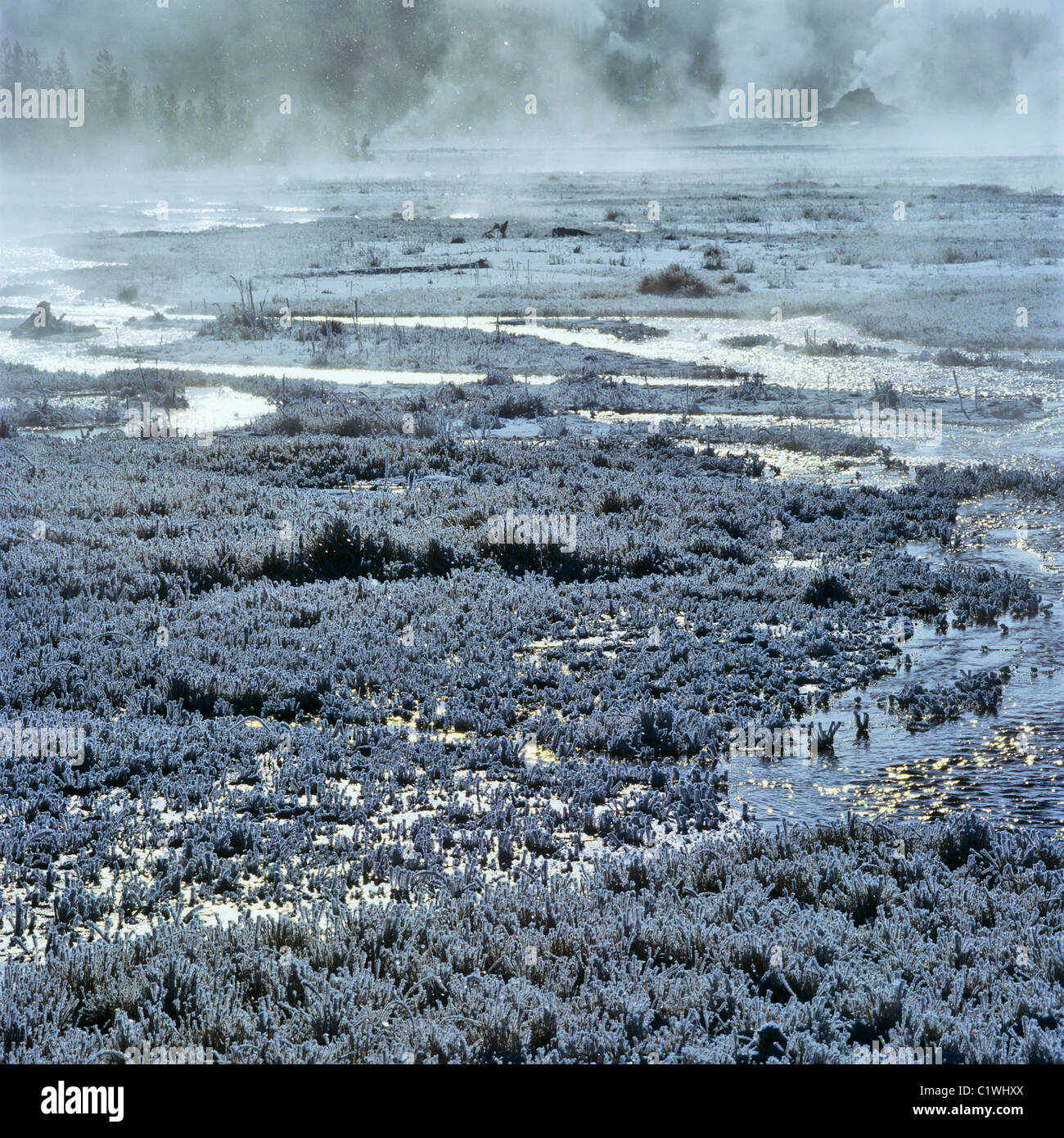 Dampf aus einer Thermalquelle, Firehole Lake, Yellowstone-Nationalpark, Wyoming, USA Stockfoto