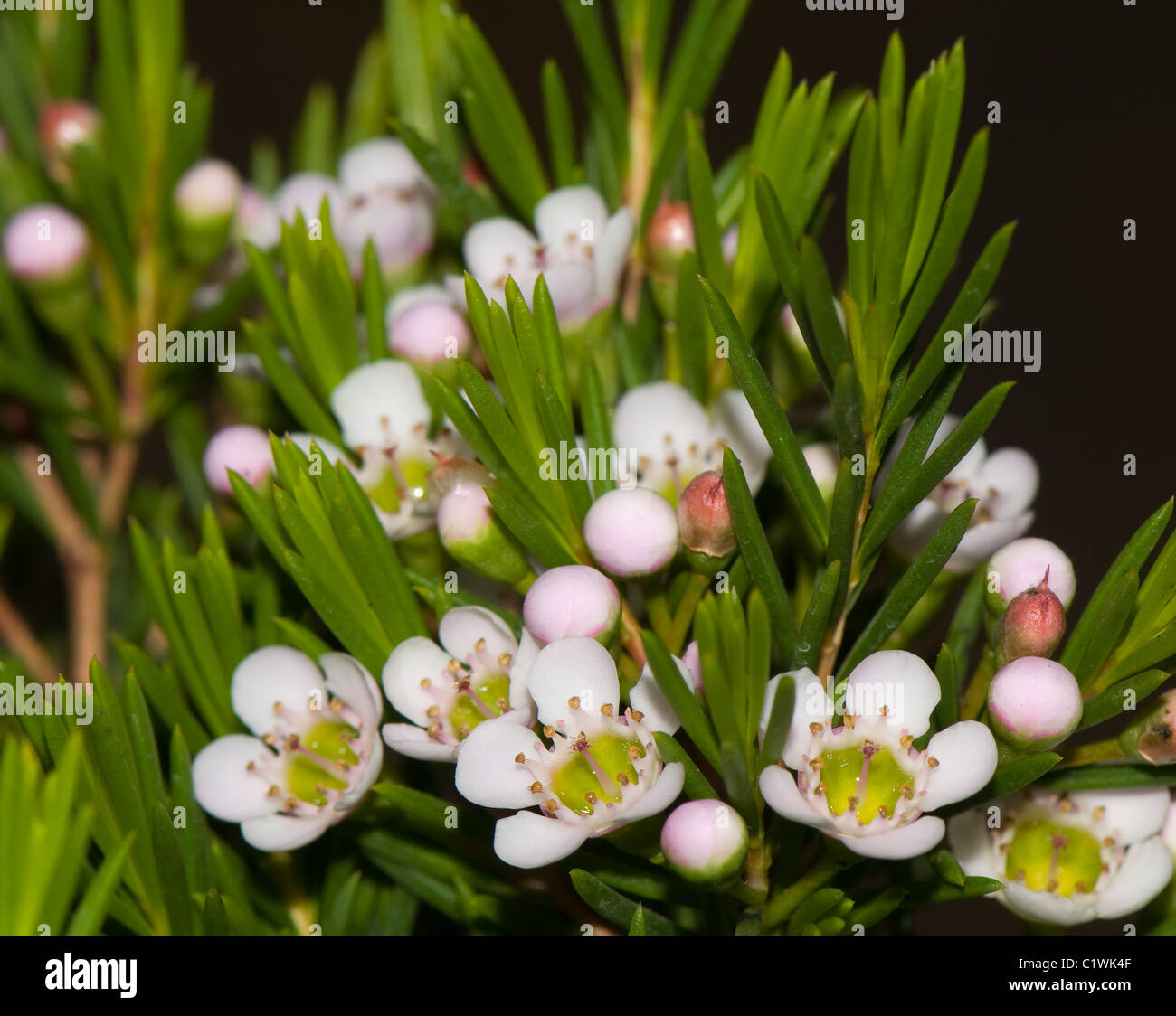 Chamelaucium uncinatum Stockfoto