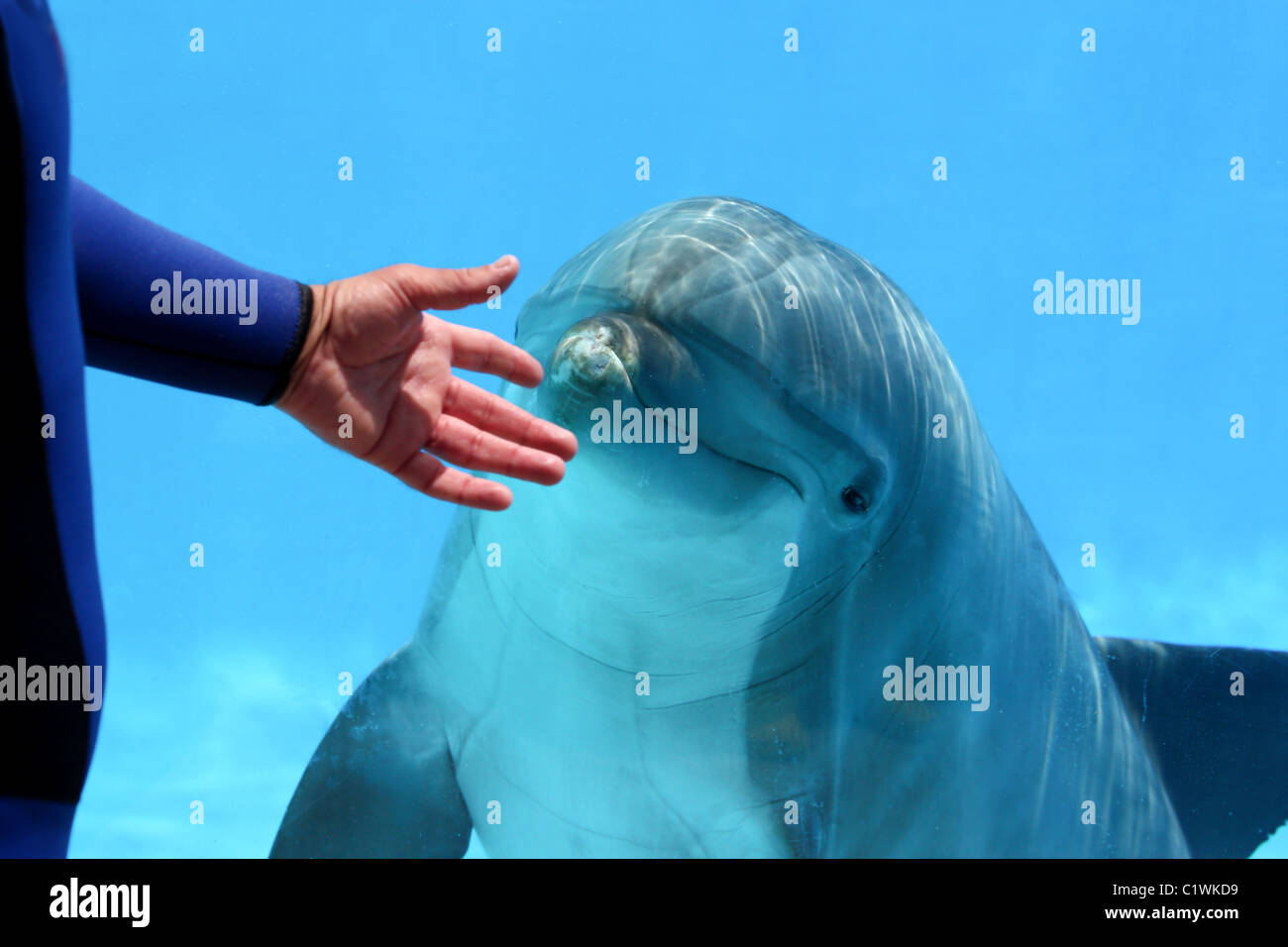 Conceptual - Kommunikation zwischen Mensch und Tier. Stockfoto