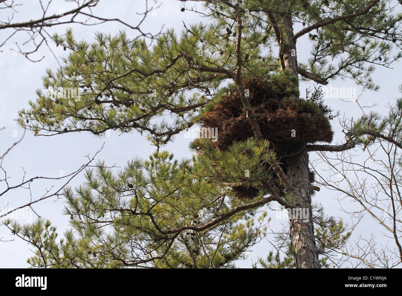 Hexenbesen in einem Pitch Pine, Libanon State Forest, New Jersey Pine Barrens. Stockfoto