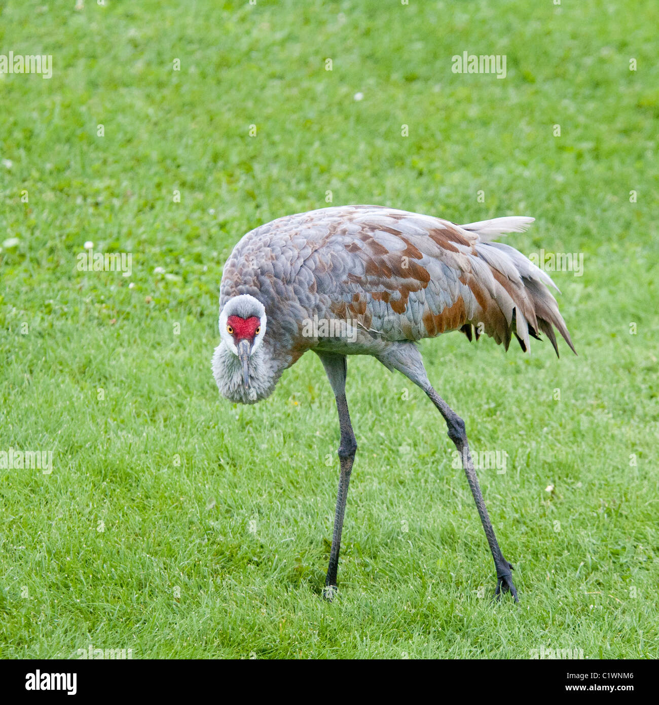 Geringerem Sandhill Kran Grus Canadensis Canadensis, Homer, Alaska, USA Stockfoto