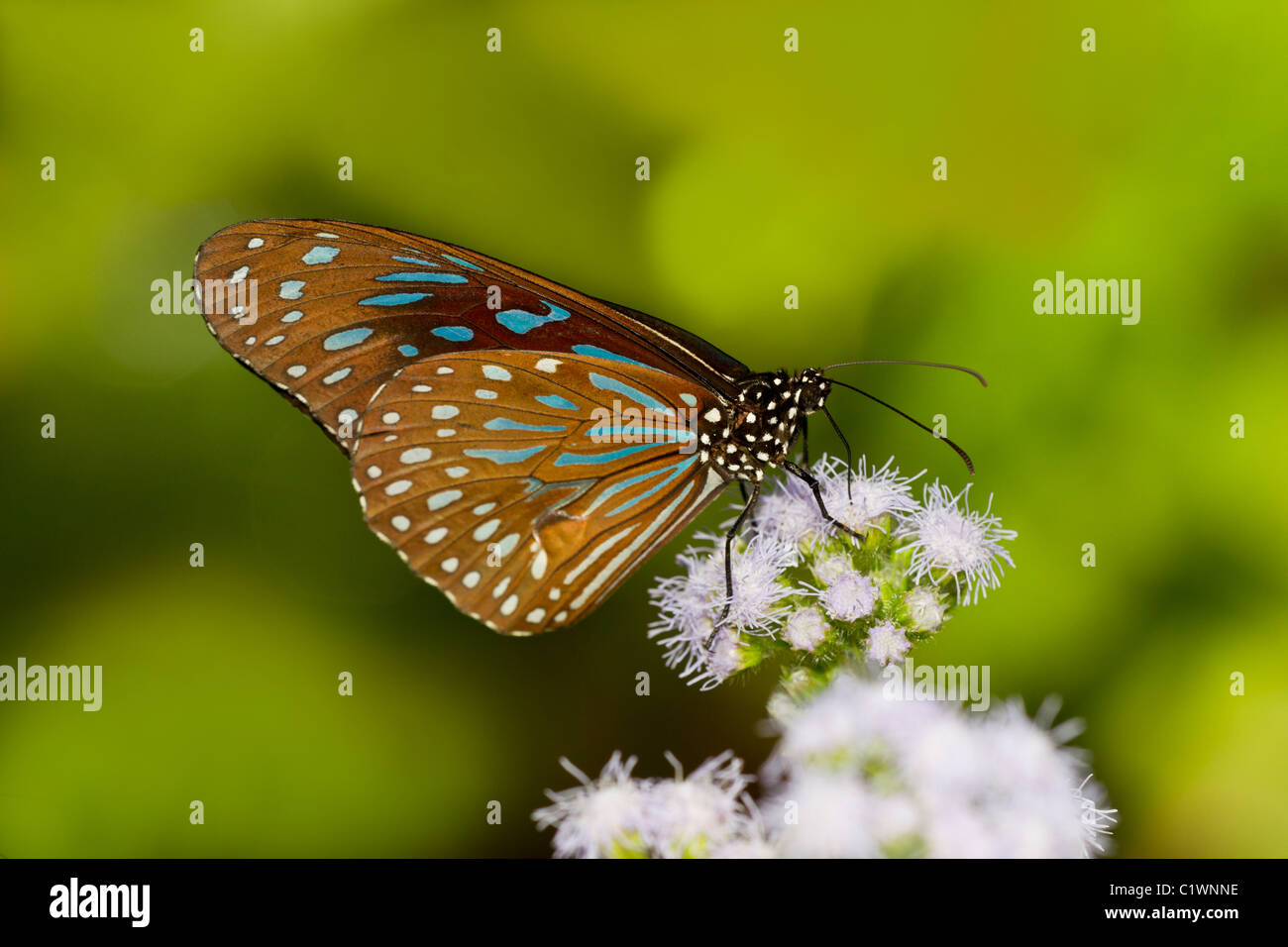 Close up Portrait of Dark Blue Tiger Butterfly (Tirumala Septentrionis) Stockfoto