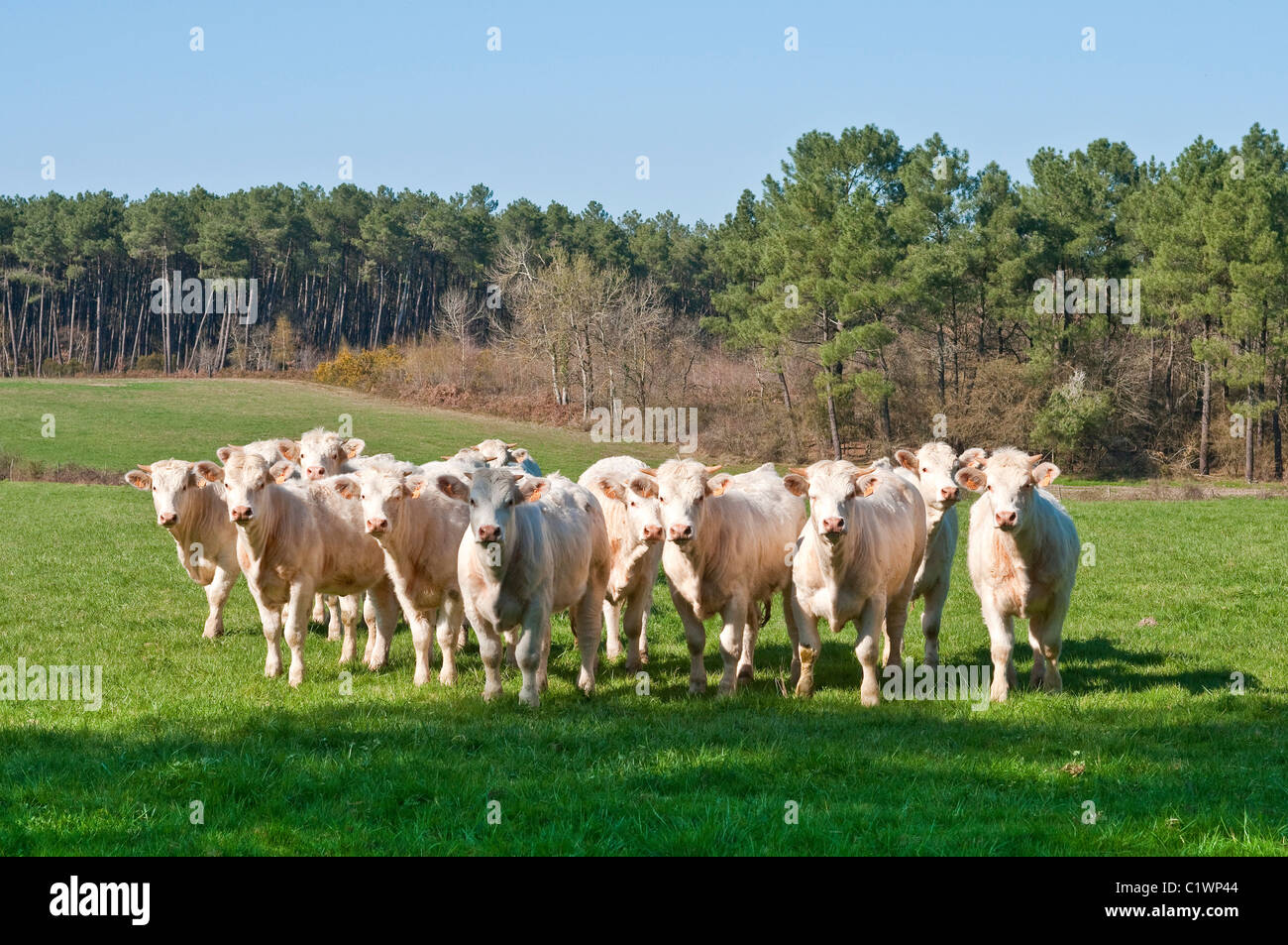 Charolais / Bos Taurus Rind Rinder - Frankreich. Stockfoto