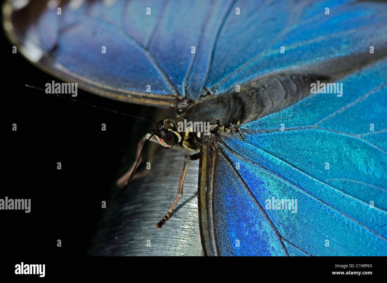 Einen gemeinsamen blauen Morpho Schmetterling, auch bekannt als eine Eule Schmetterling, der Familie Nymphalidae. Stockfoto
