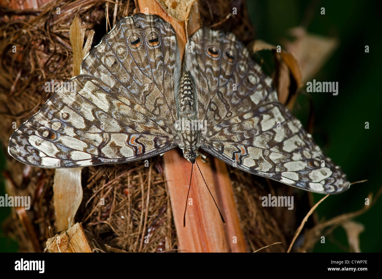 Ein grau-Cracker-Schmetterling der Familie Nymphalidae. In Südamerika, Mexiko gefunden. Stockfoto