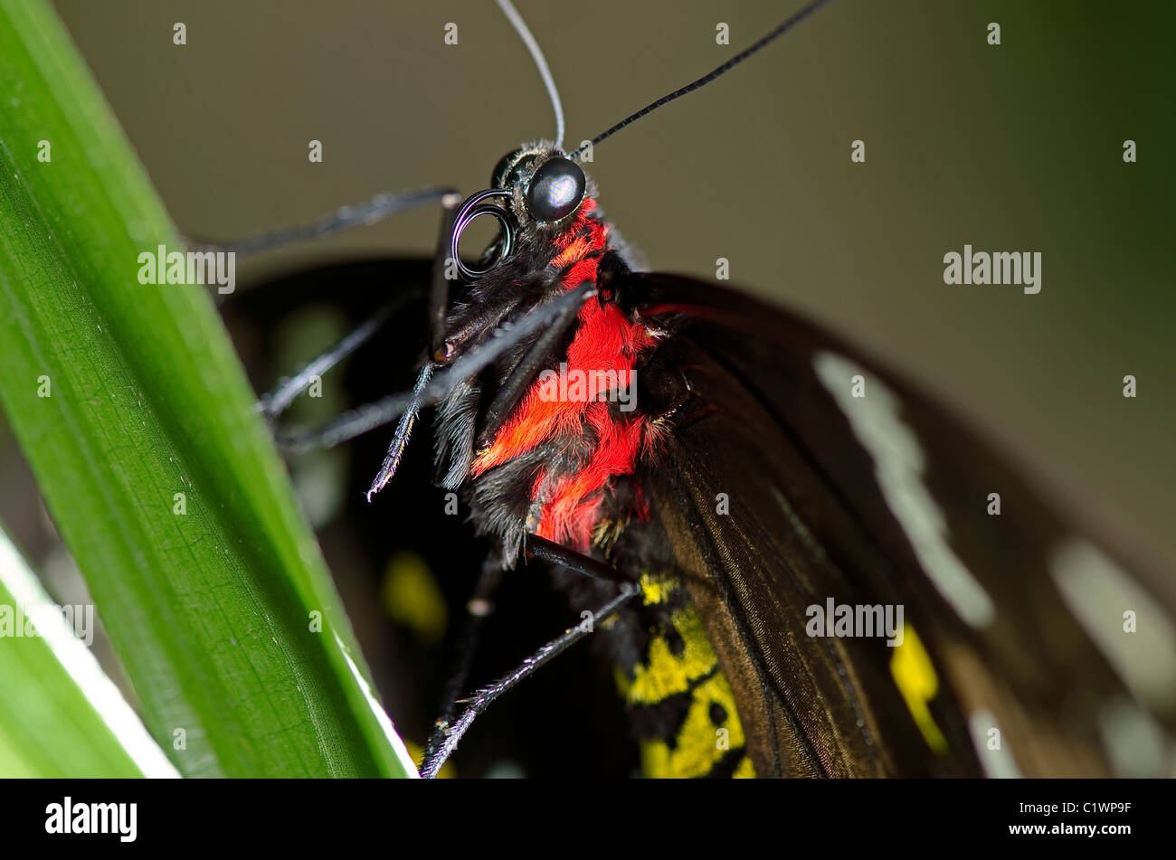 Schwalbenschwanz-Schmetterling, geglaubt, um eine schwarze Schwalbenschwanz, Schmetterling, der Familie Papilionidae Stockfoto