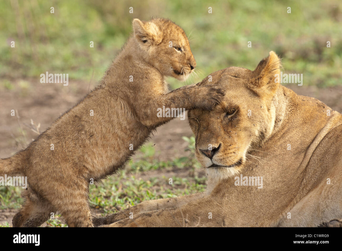 Stock Foto von Löwenjunges spielt mit seiner Mutter. Stockfoto