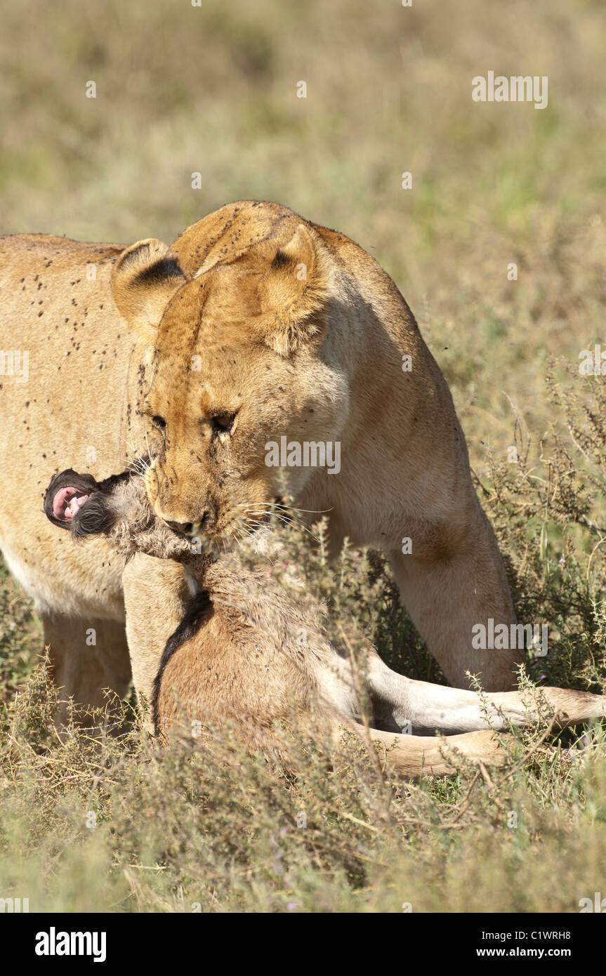 Stock Foto von einer Löwin mit einem Baby Gnus zu töten. Stockfoto