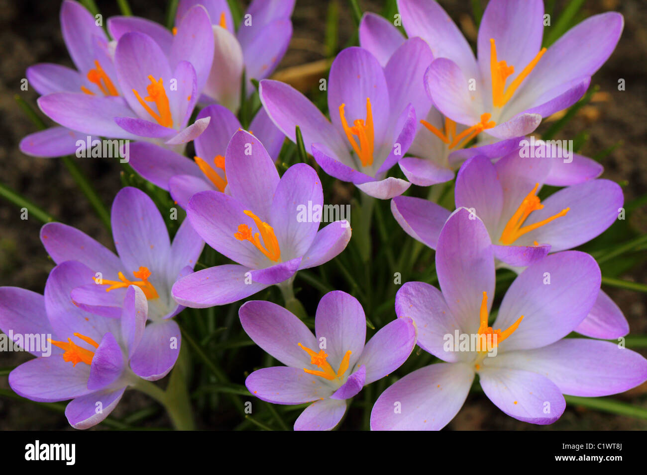 Blaue Feder Krokus Krokusse blühen Blumen in voller Blüte Crocus vernus Stockfoto