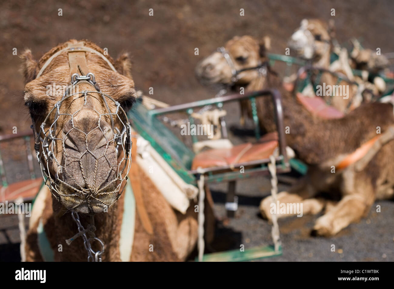 Kamele im Nationalpark Timanfaya, lanzarote Stockfoto