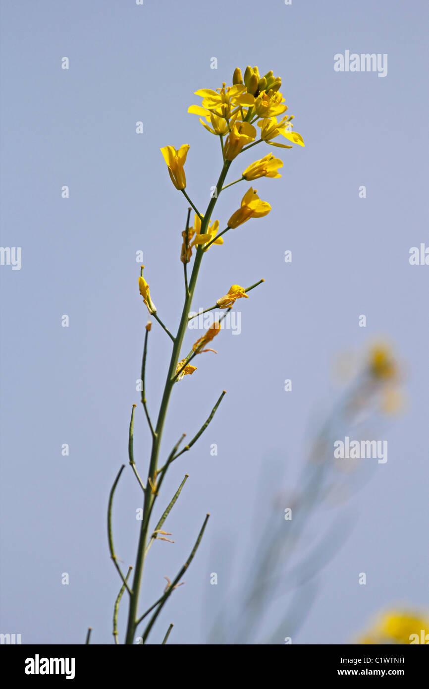 Brassica Nigra, schwarzer Senf mit Blüten und Schoten, Maharashtra, Indien Stockfoto