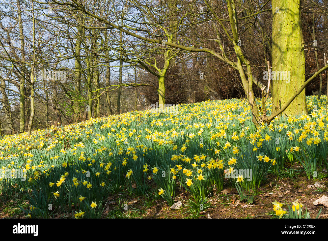 Wilde Narzissen wachsen in einem Landschaftspark in den Midlands Stockfoto