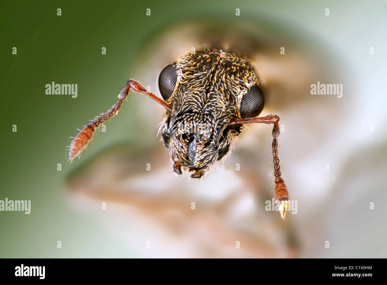 Die Erbse und Bohne Rüsselkäfer, Sitona Lineatus, hohe Makro-Ansicht von Kopf und Mundwerkzeuge Stockfoto