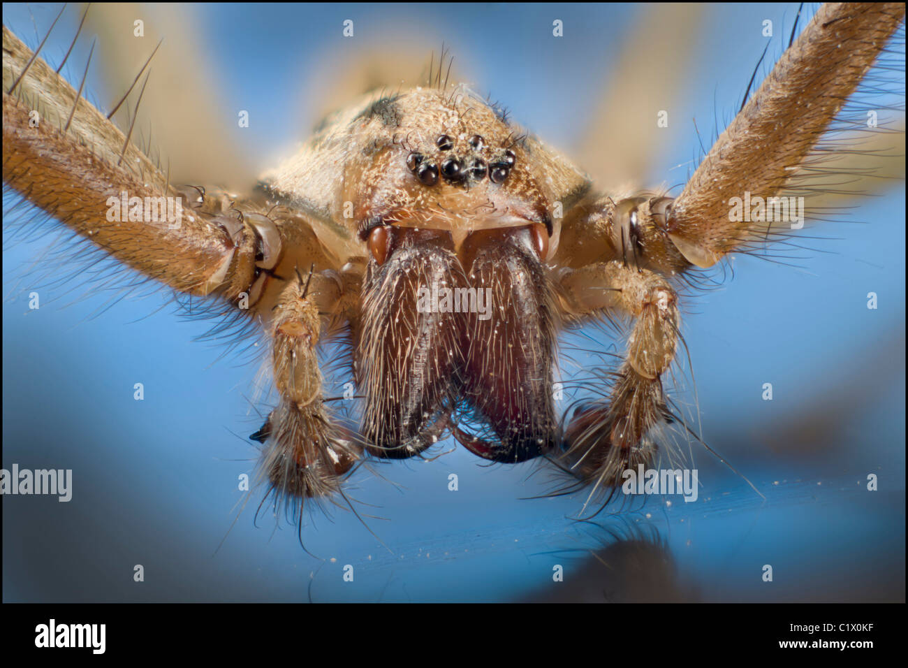 Porträt einer Haus-Spinne, Tegenaria SP zeigt Palpen. Stockfoto