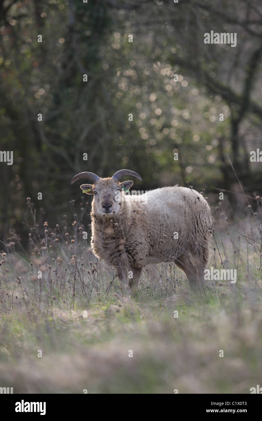 Castlemilk Moorit seltene Rasse Schafe Stockfoto