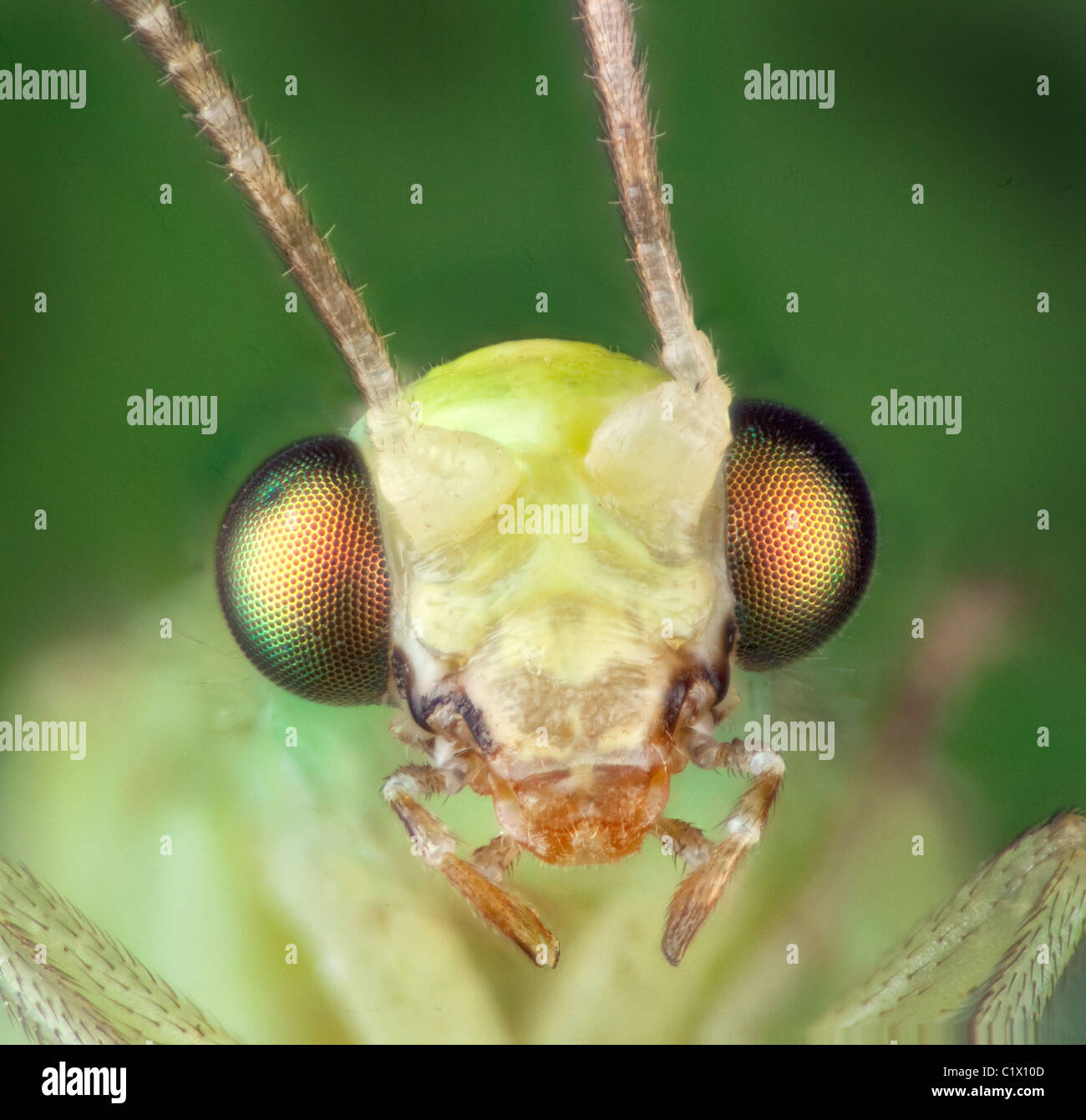 Makro-Porträt des grünen Florfliege, Chrysoperla Rufilabris, zeigt Facettenaugen und Mundwerkzeuge Stockfoto
