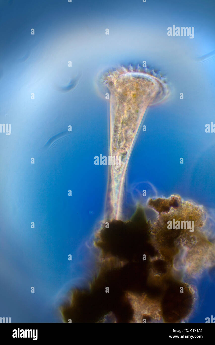 Stentor ciliate zeigt Zilien Bewegung Mikrophotographie Stockfoto