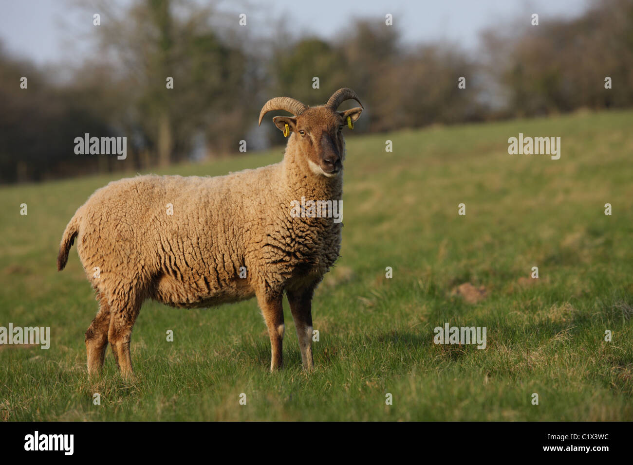 Castlemilk Moorit seltene Rasse Schafe Stockfoto