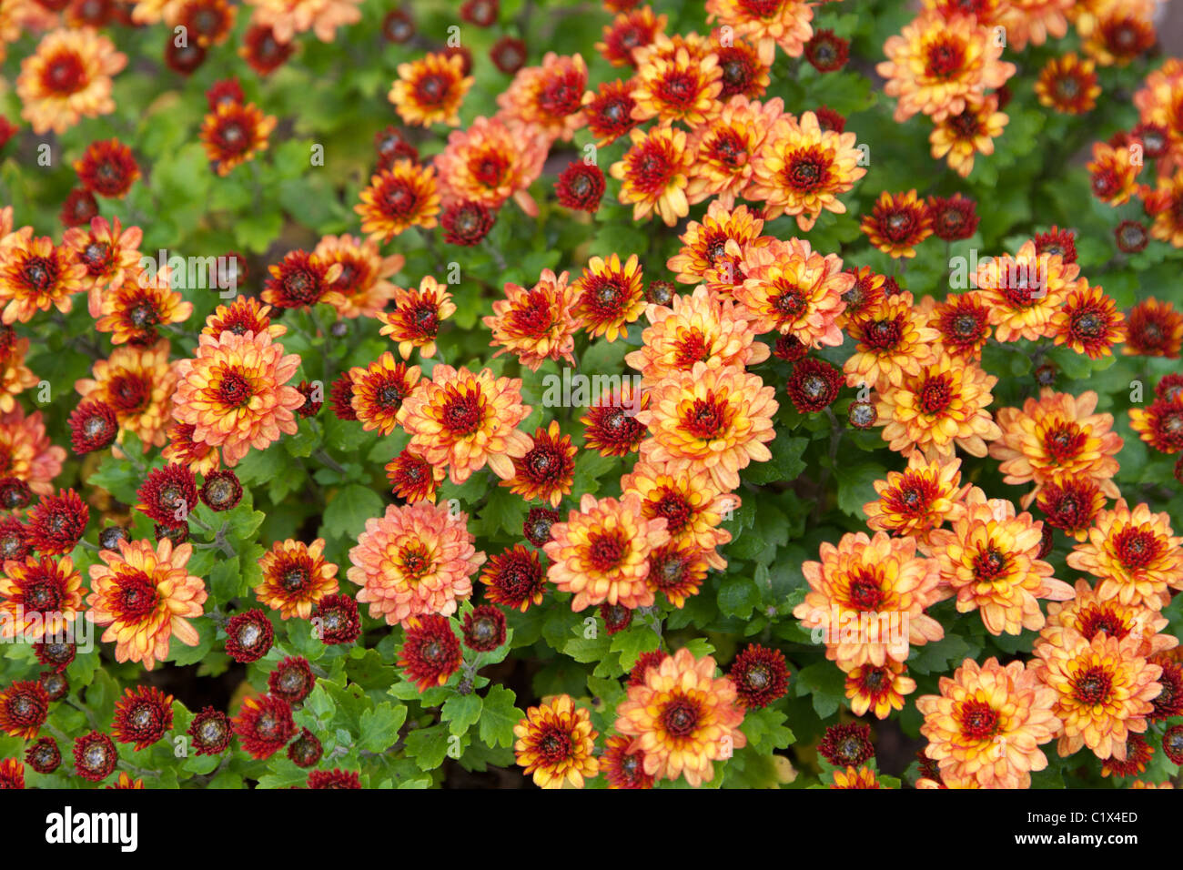 Hintergrund von rote Blume mit gelben Mittel- und grünen Blatt Stockfoto