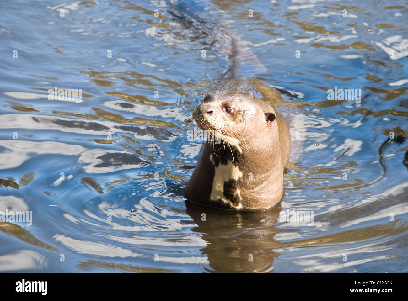 Captive Riesenotter in Wildlife Sanctuary /chestnut Zentrum in den Peak District in Derbyshire Stockfoto