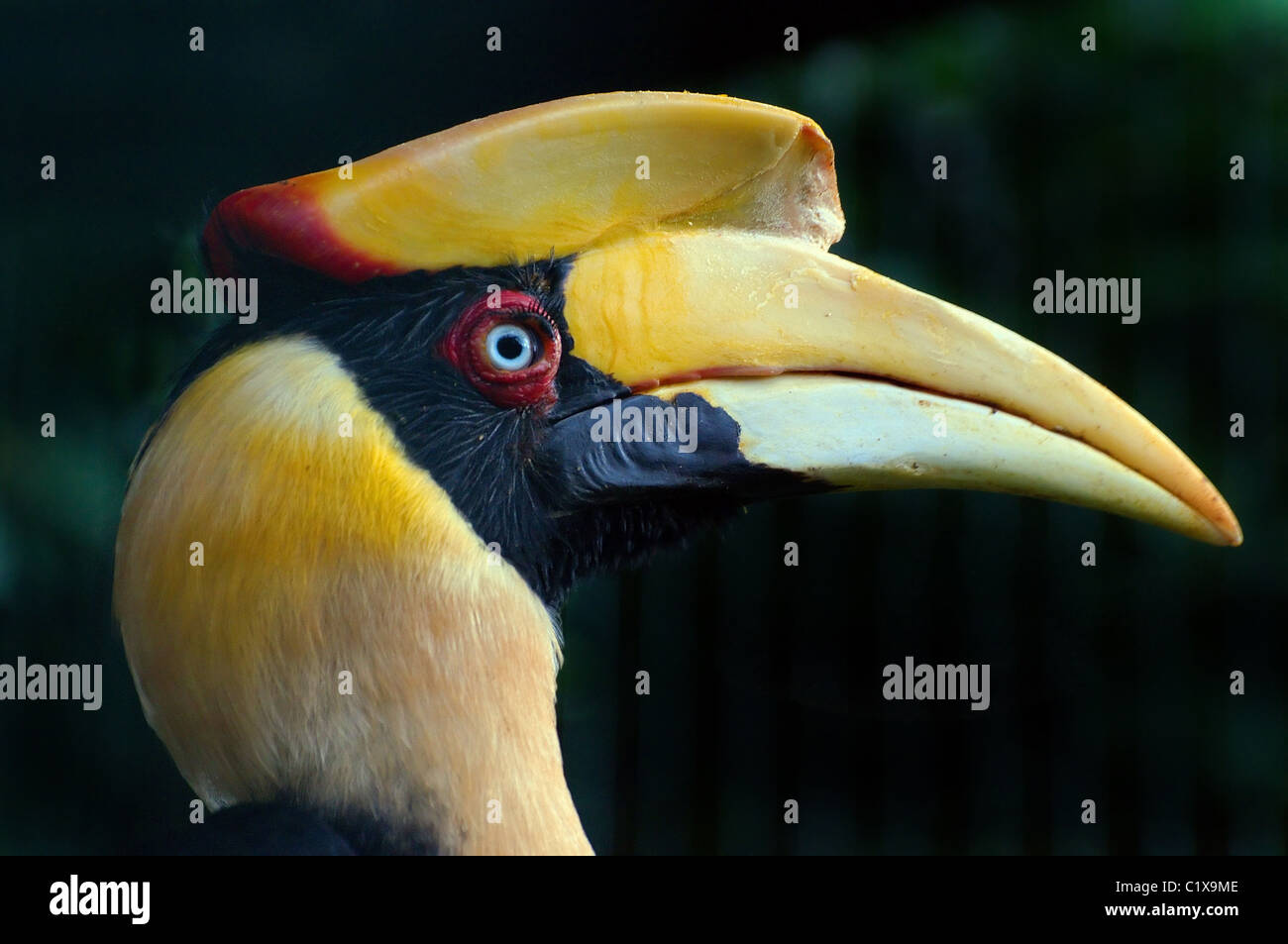 Tropische Vögel Stockfoto