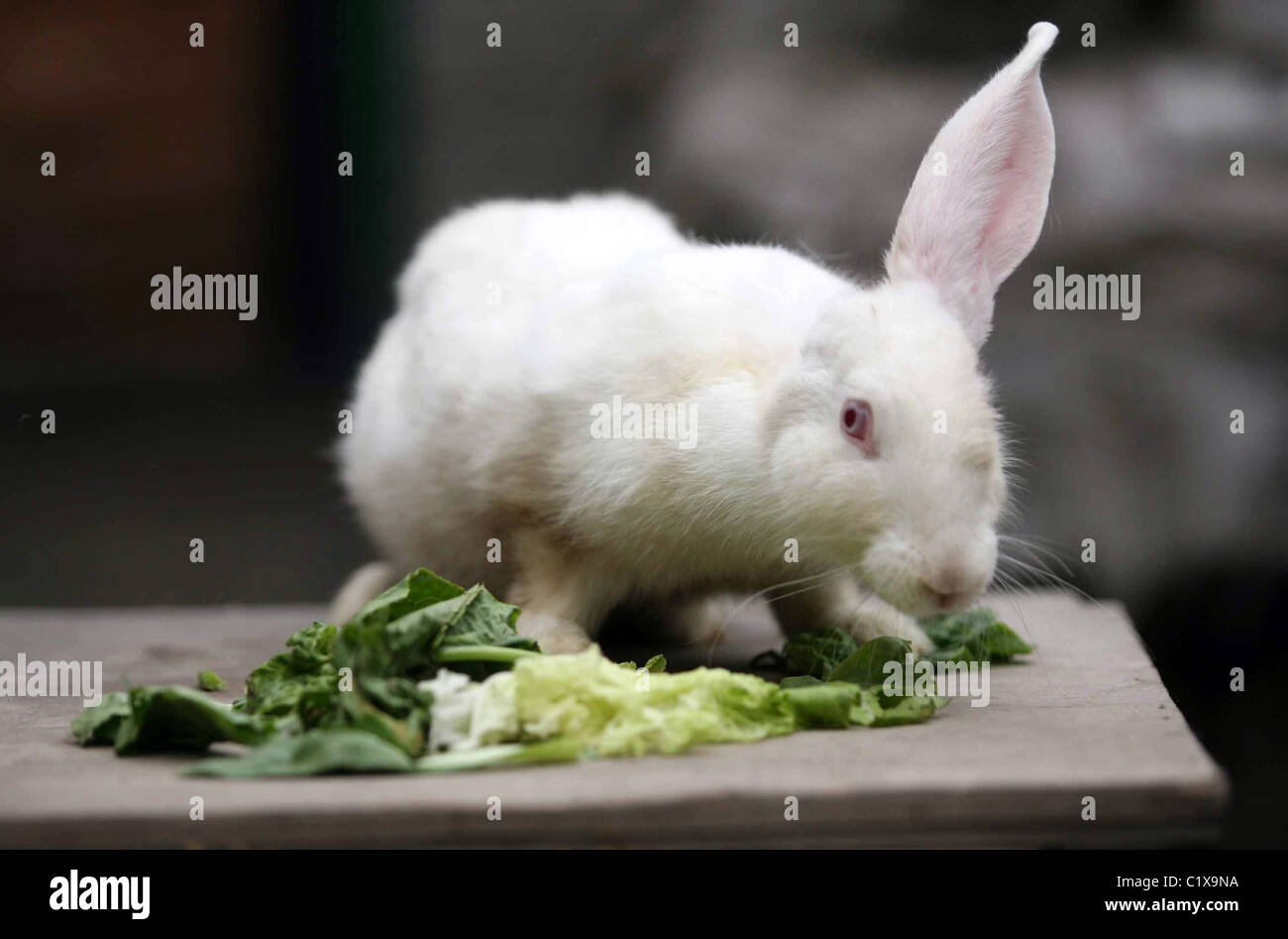 Einseitige Kaninchen dieses Kaninchen braucht ein wenig zusätzliche Hilfe Raubtiere zu vermeiden - es wurde in China geboren, mit nur einem Ohr! ** ** Stockfoto