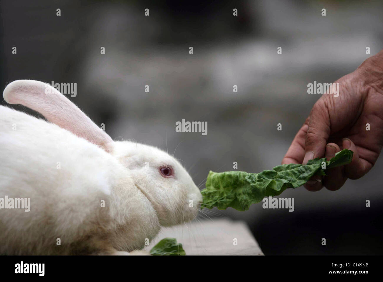 Einseitige Kaninchen dieses Kaninchen braucht ein wenig zusätzliche Hilfe Raubtiere zu vermeiden - es wurde in China geboren, mit nur einem Ohr! ** ** Stockfoto