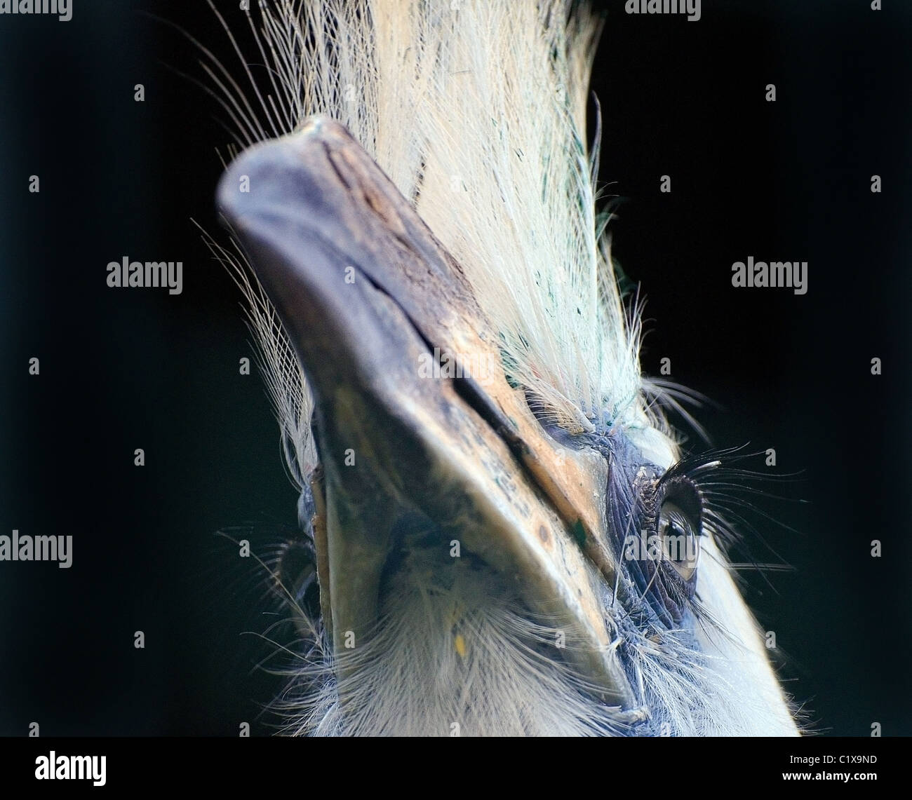 Tropische Vögel Stockfoto