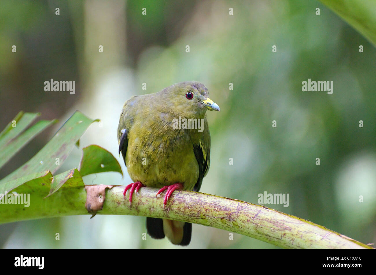 Tropische Vögel Stockfoto