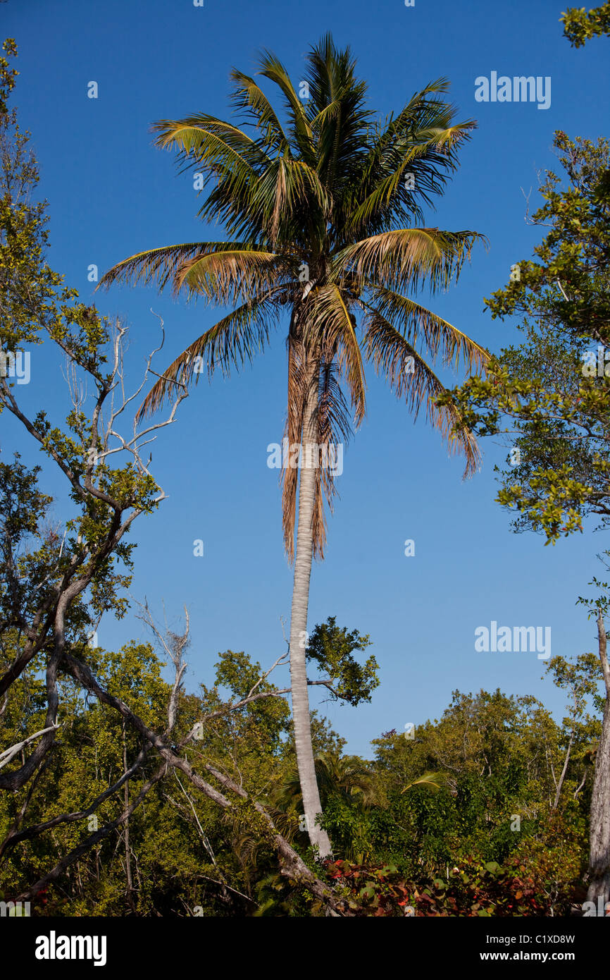 Palmtree, Miami, Florida, USA. Stockfoto