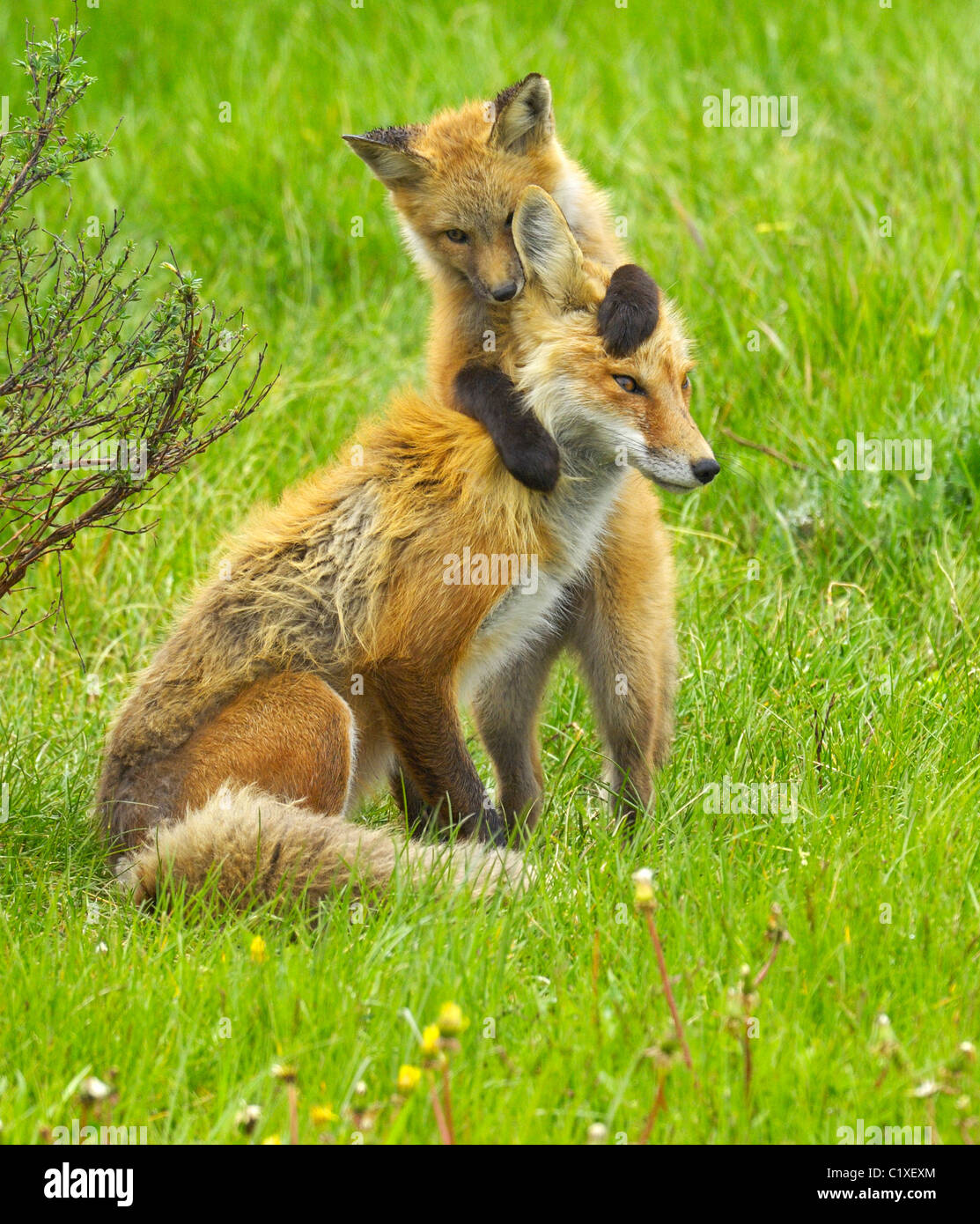 Ein Baby-Rotfuchs springt auf seine Mutter und beißt ihr ins Ohr. Stockfoto