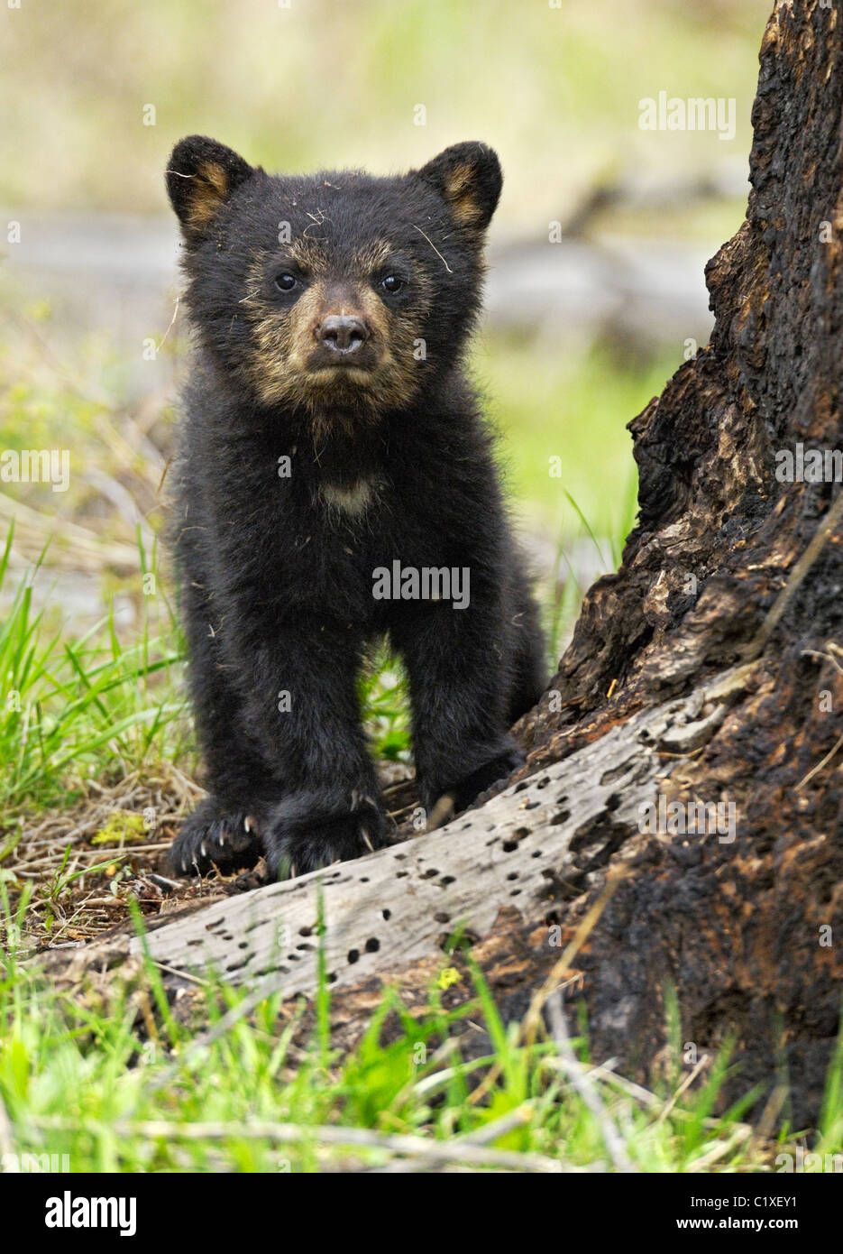 Neugierig Bear Cub Portrait Stockfoto