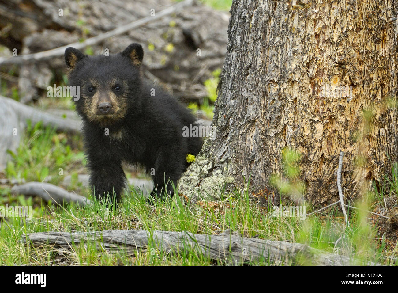 Baby-Schwarzbär Stockfoto