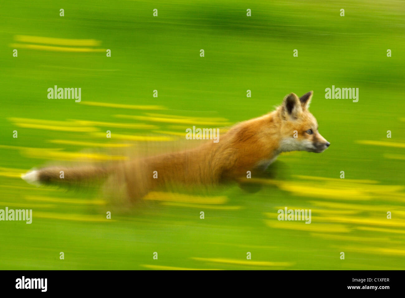 Rennender fuchs -Fotos und -Bildmaterial in hoher Auflösung – Alamy
