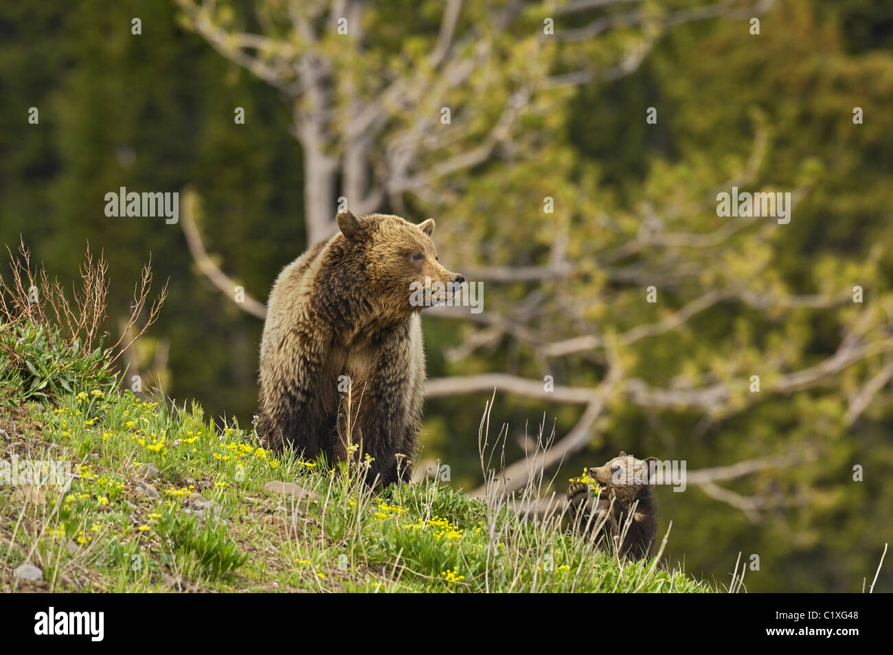 Grizzly Mutter und Jungtier Essen Blumen auf hohen Bergrücken Stockfoto