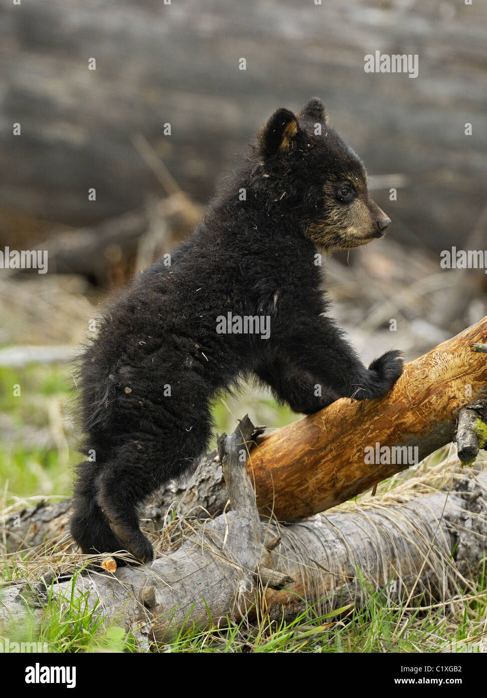 Black Bear Cub stehen Stockfoto