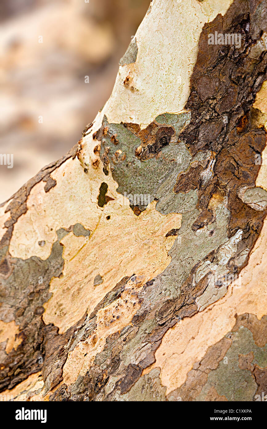 Fleckige Rinde der Platane Frankreich mit flachen Fokus Stockfoto