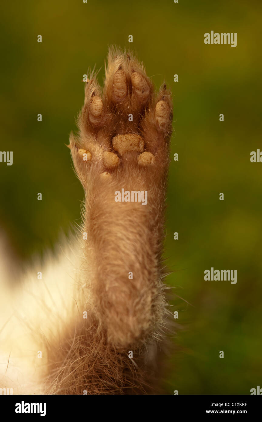Hermelin (Mustela Erminea). Hinterbein und Fuß zeigt das Pad-Gebiet. Stockfoto