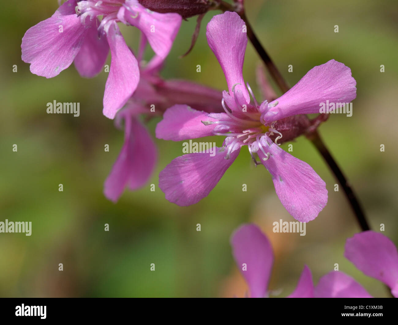 Klebriges Leimkraut, Lychnis viscaria Stockfoto