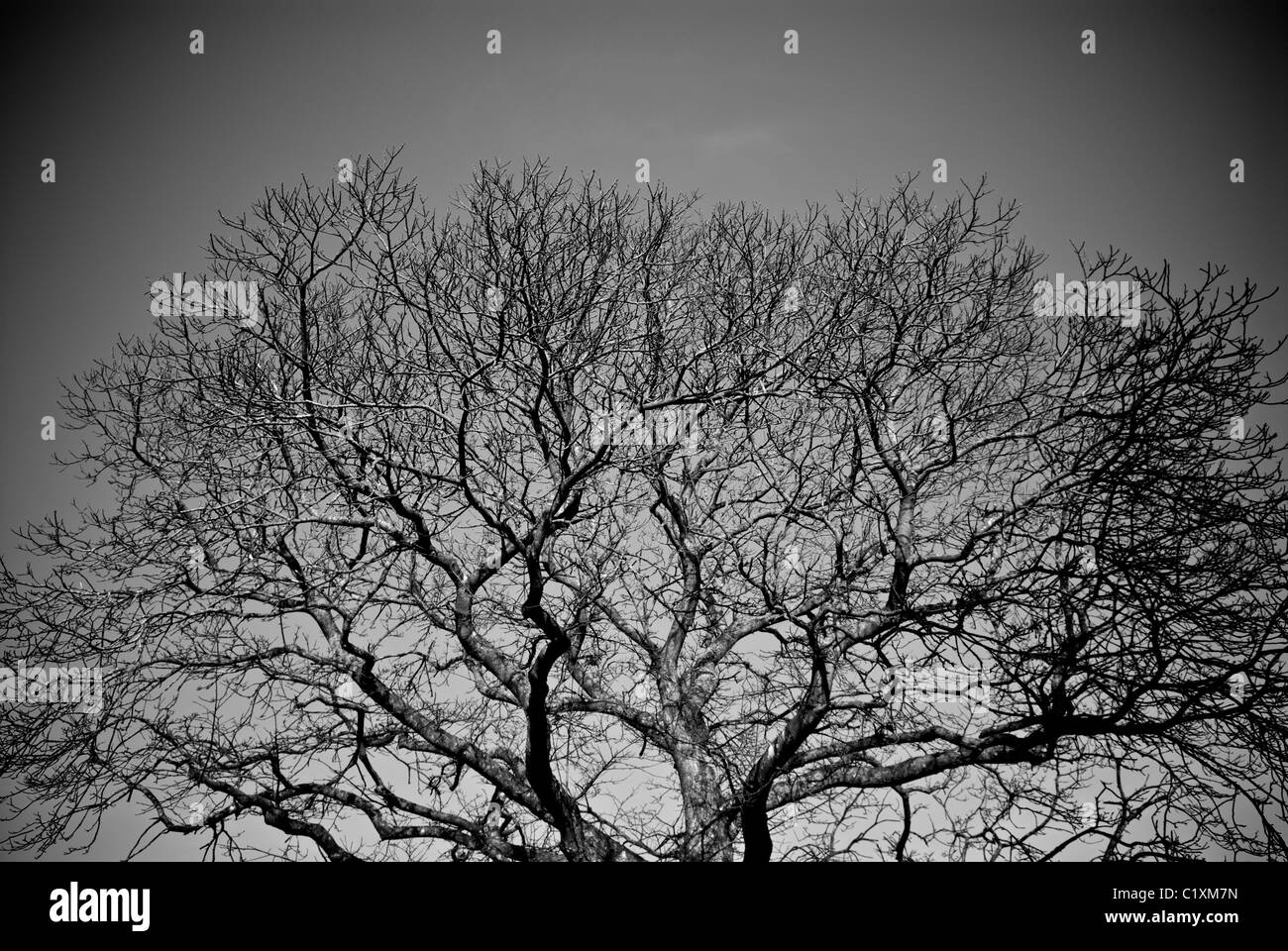 BAUM DER WEISHEIT Stockfoto