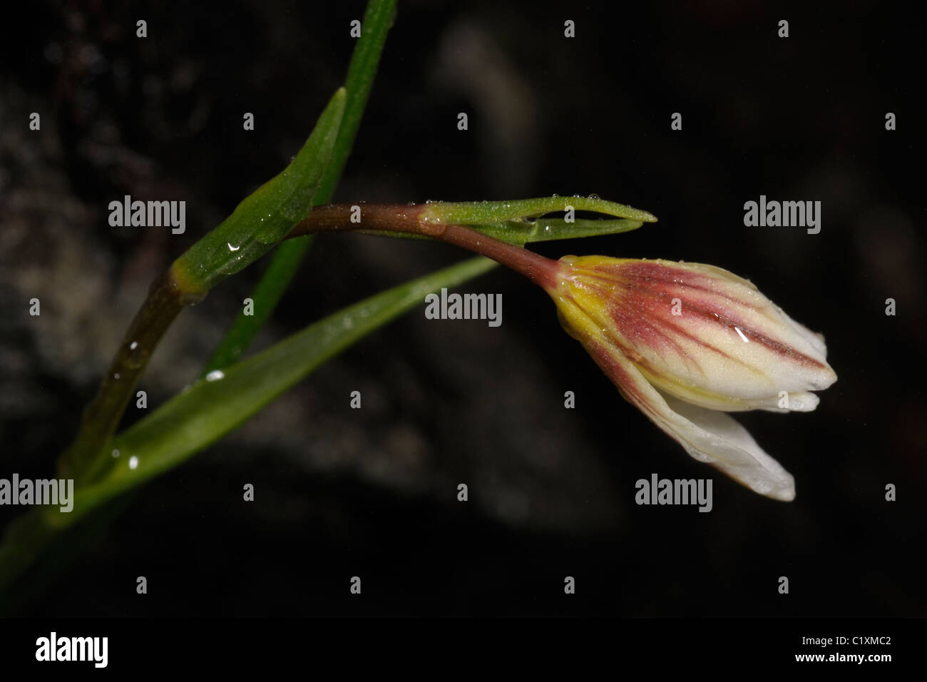 Snowdon Lilie oder Berg Dreimasterblume, Gagea oder Lloydia serotina Stockfoto