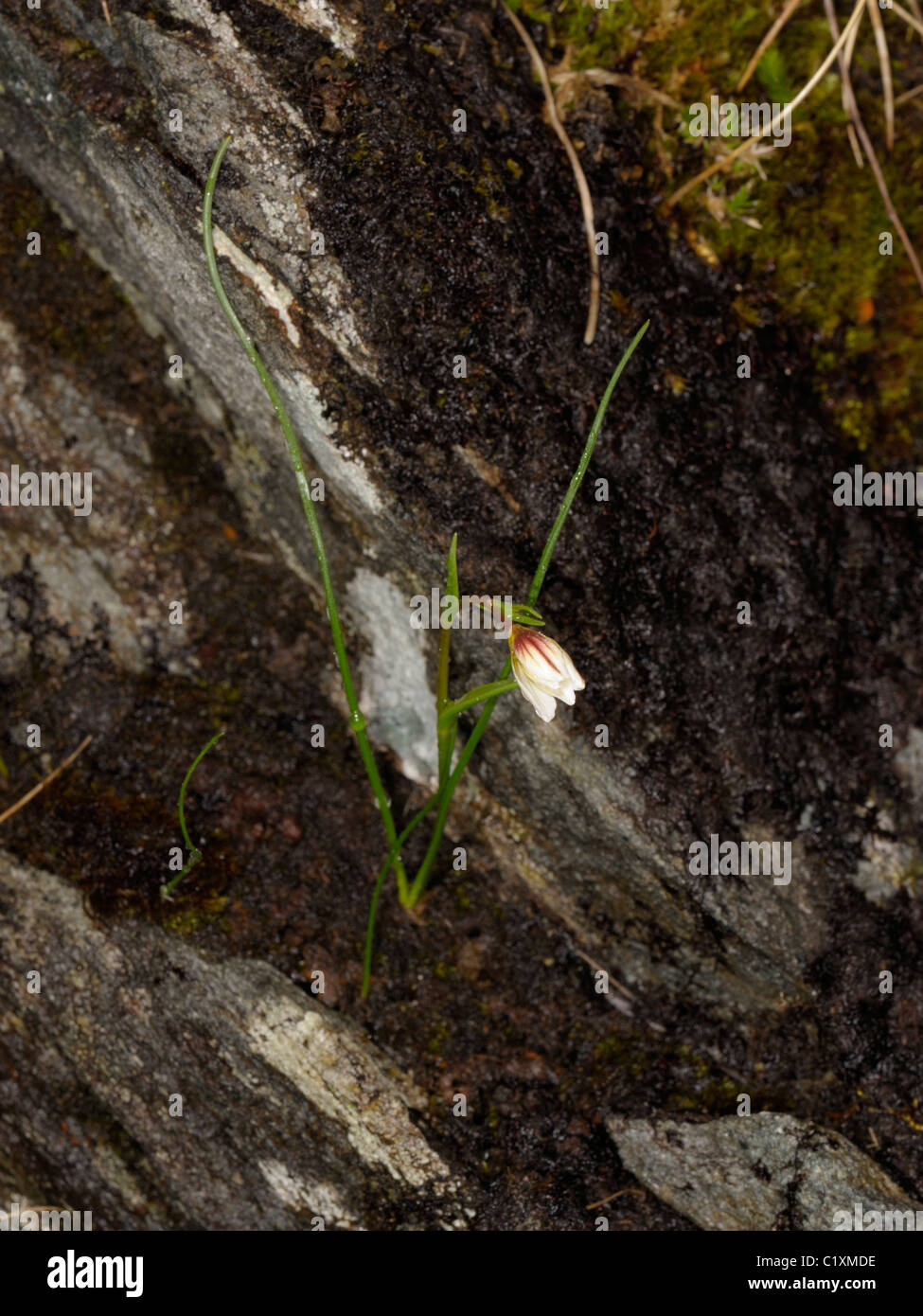 Snowdon Lilie oder Berg Dreimasterblume, Gagea oder Lloydia serotina Stockfoto