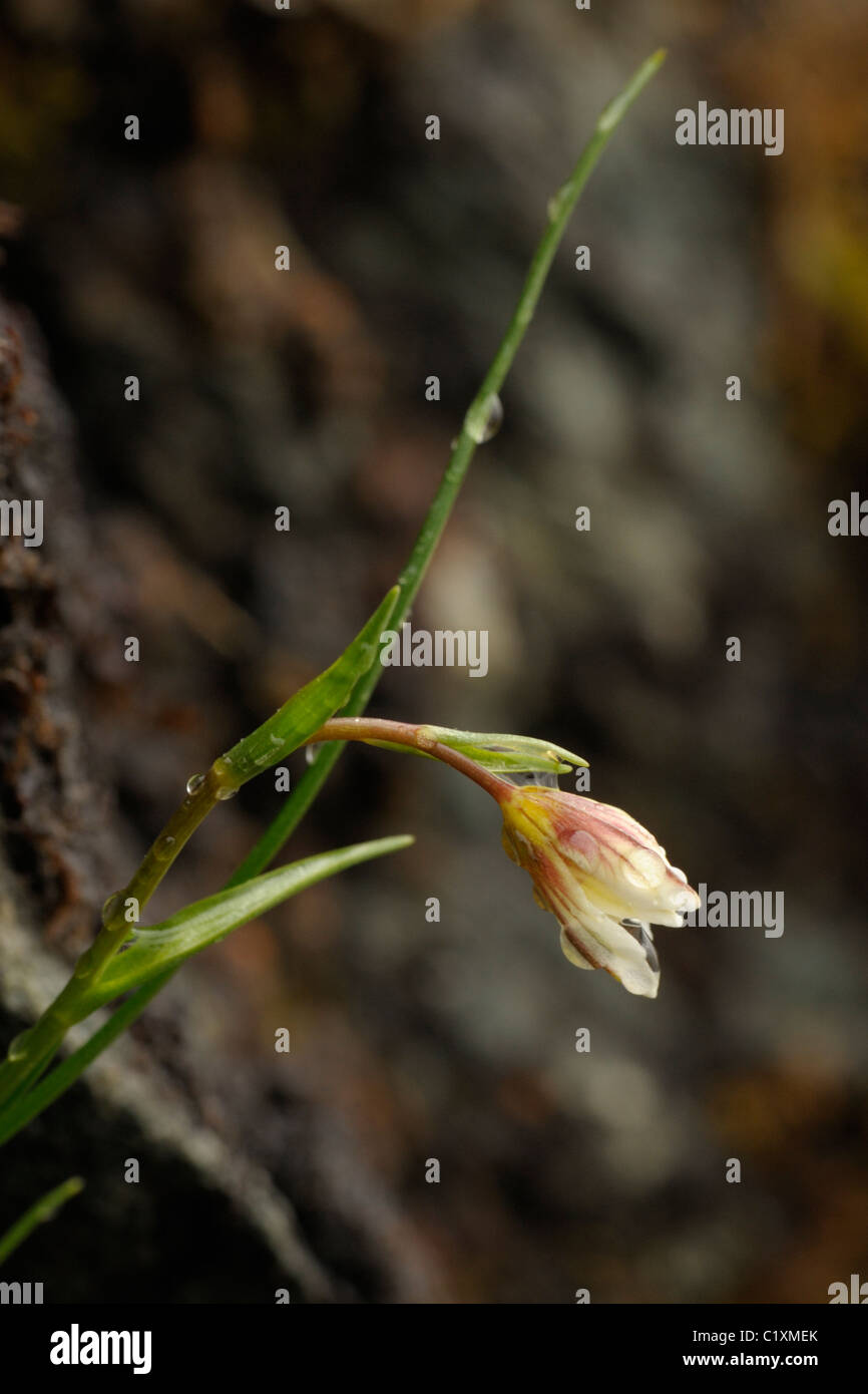 Snowdon Lilie oder Berg Dreimasterblume, Gagea oder Lloydia serotina Stockfoto