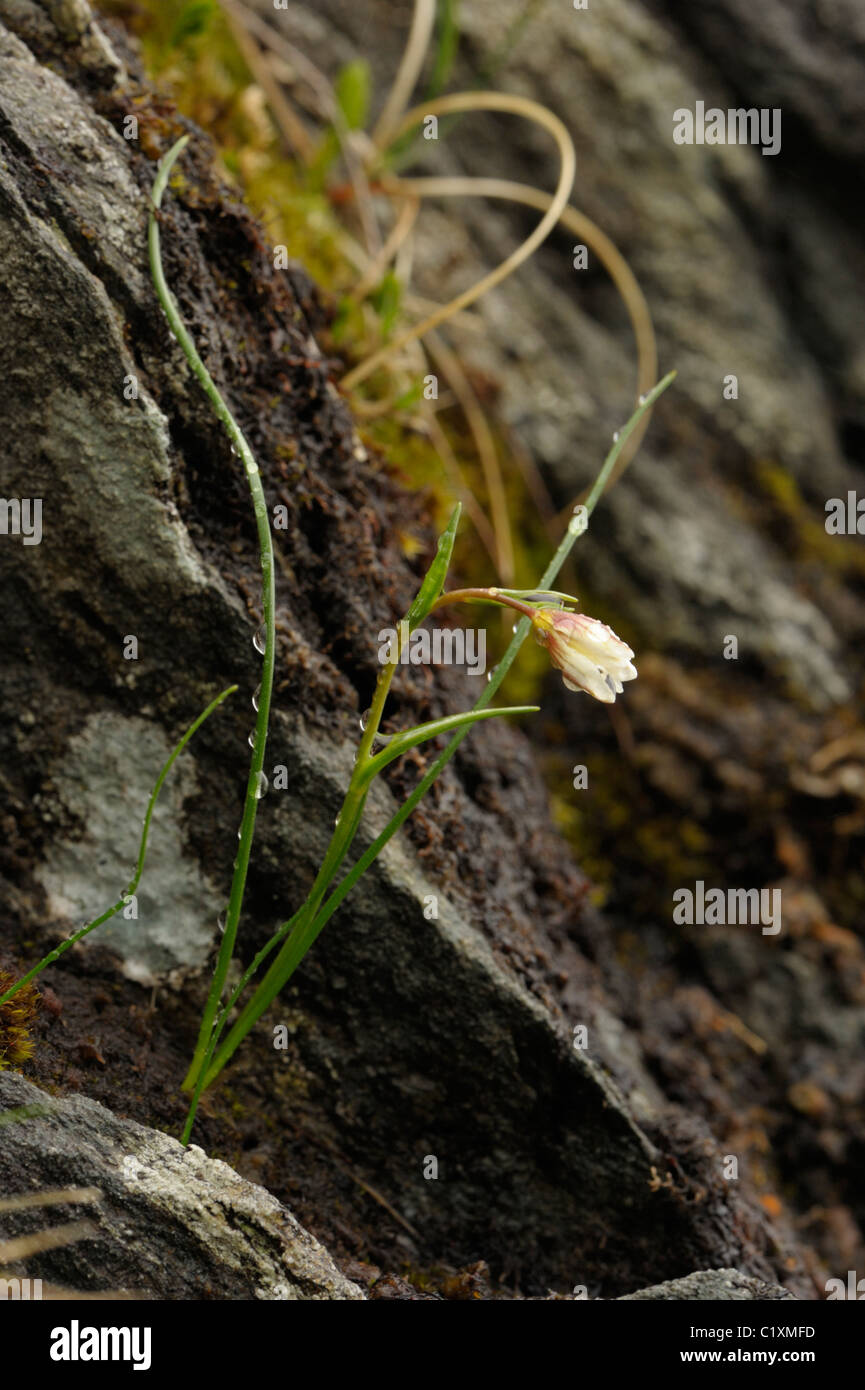 Snowdon Lilie oder Berg Dreimasterblume, Gagea oder Lloydia serotina Stockfoto