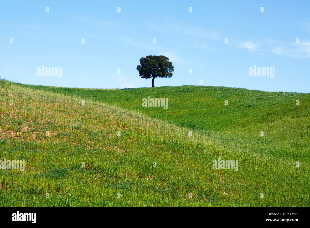 Blick auf einige grüne und grasbewachsenen Hügel-Seiten mit einem einsamen Holm Eiche Baum in der Mitte. Stockfoto